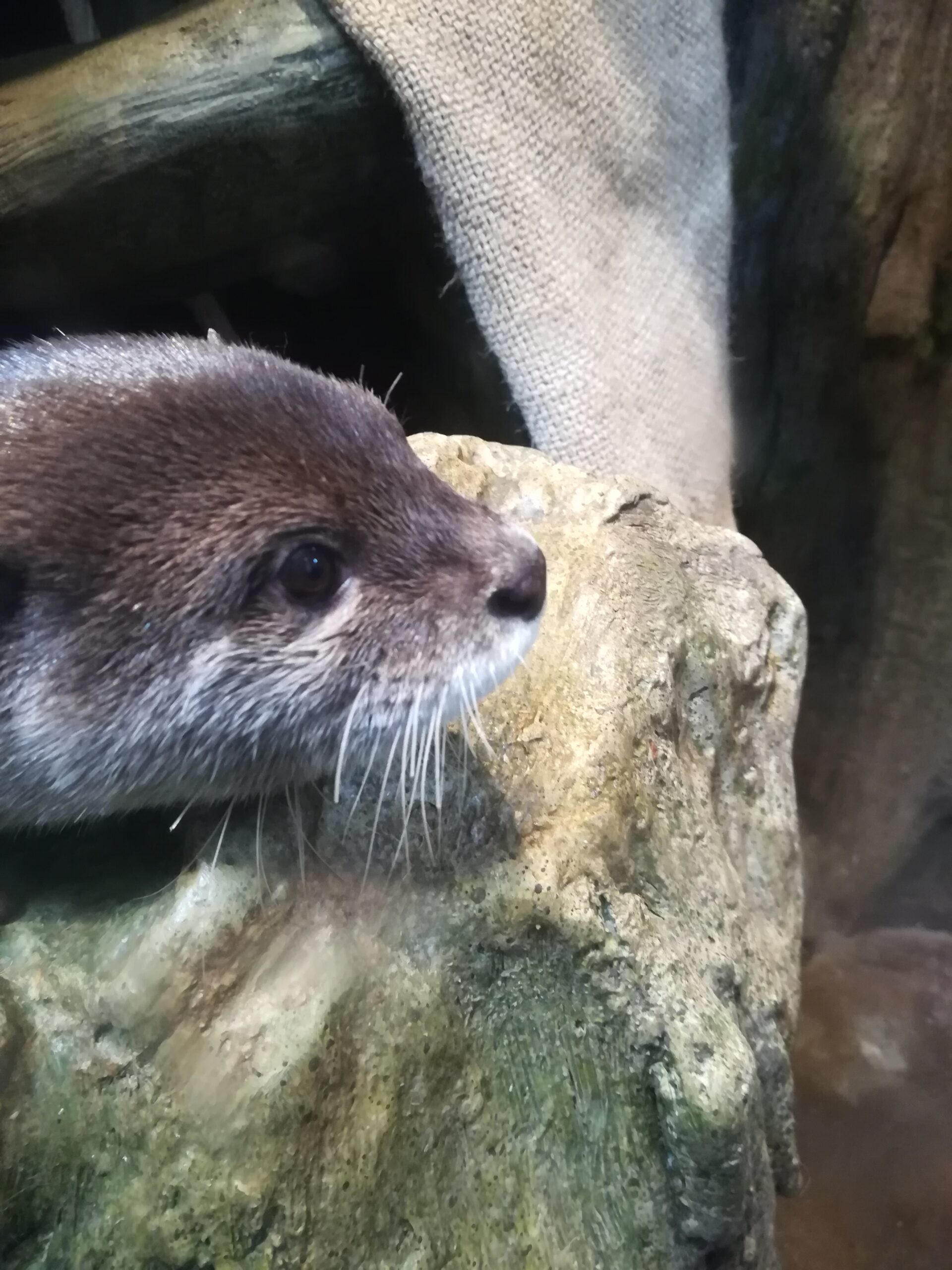 えのすい　コツメカワウソ